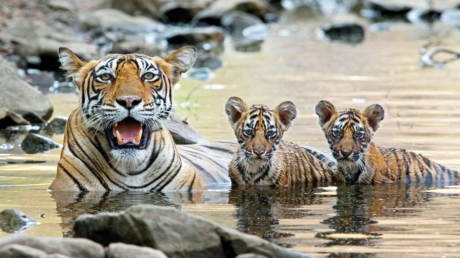 Growing Up Wild [2016]
