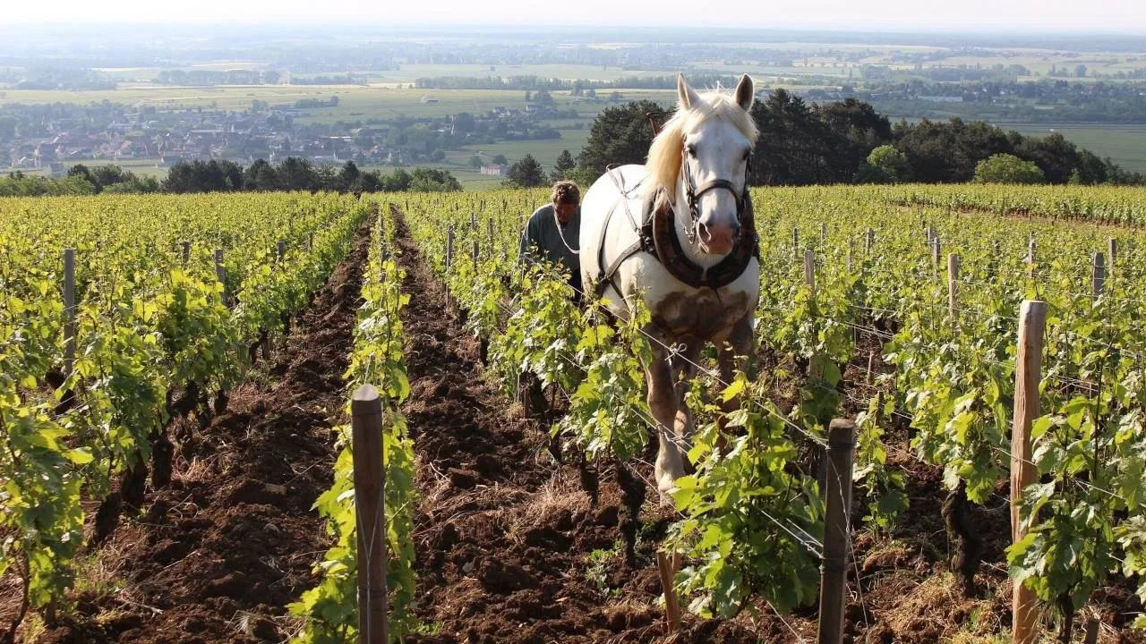 Grand Cru [2018]
