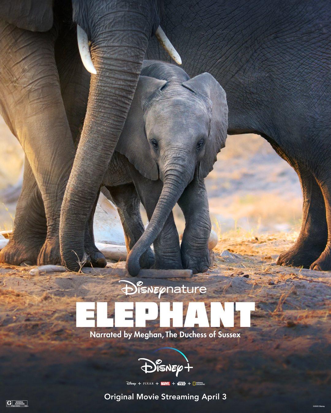 Elephant [2020] 