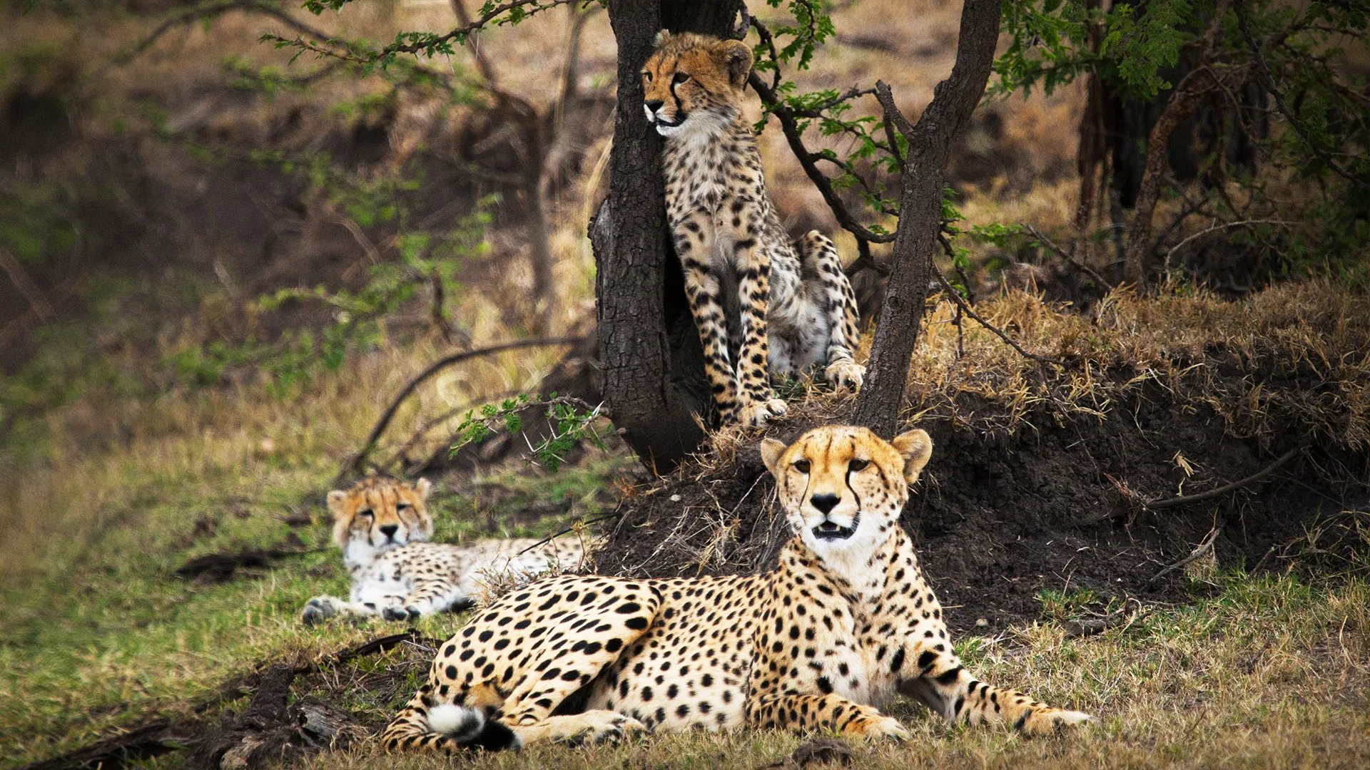 Man Among Cheetahs [2017]