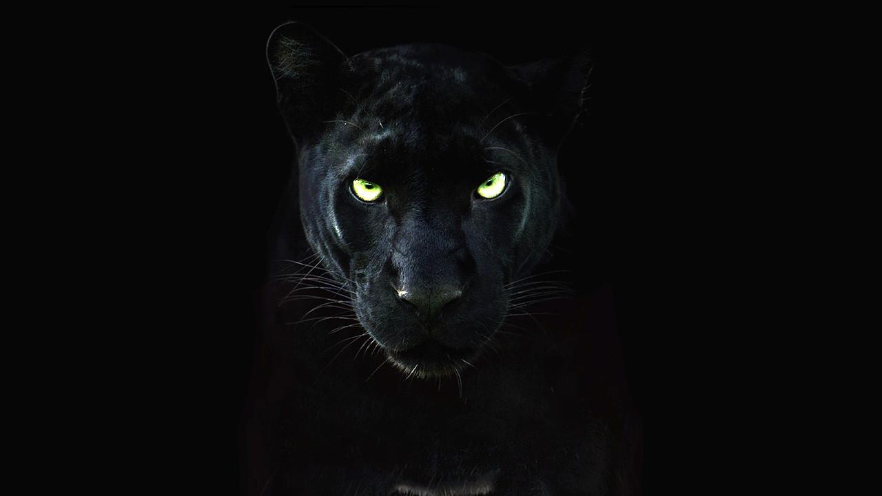The Real Black Panther [2020] 