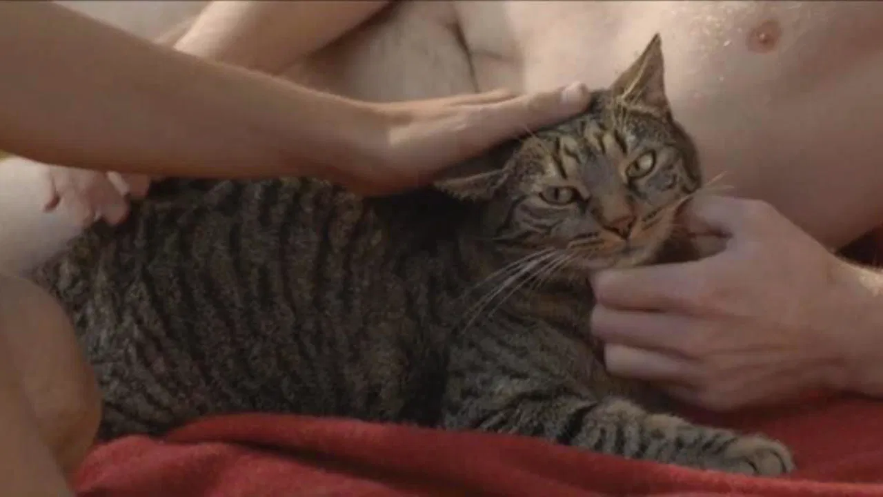 Tomcat [2016]