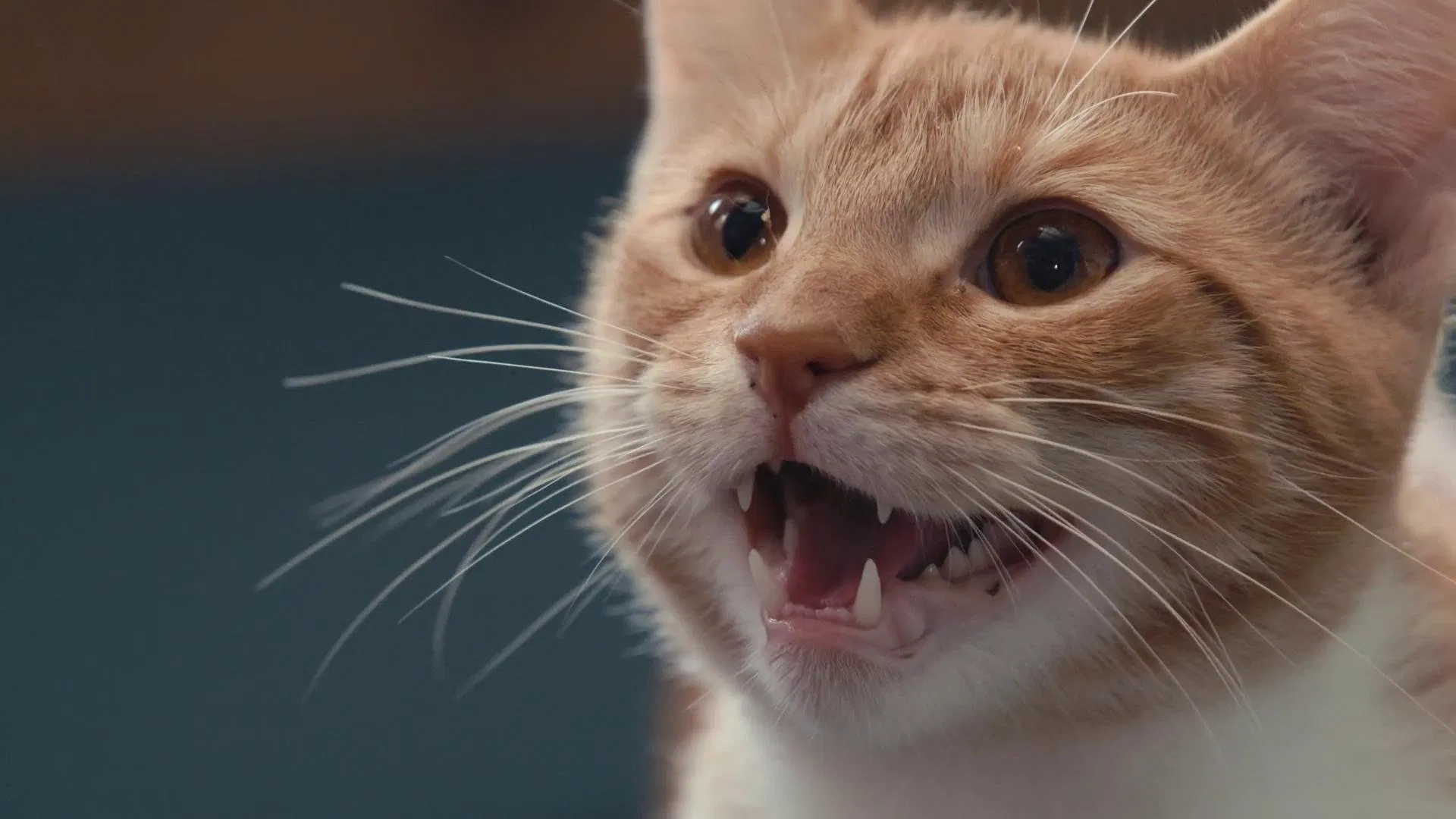 Inside the Mind of a Cat [2022] Full Movie 