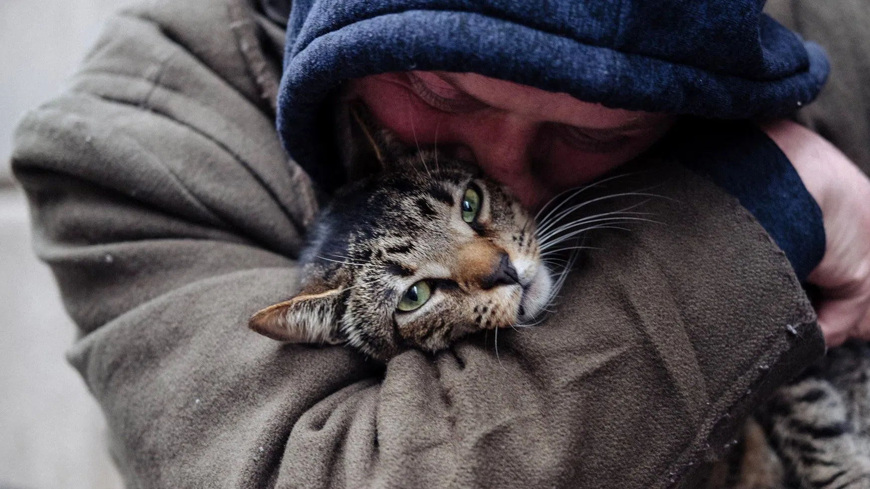 Cat Daddies [2022]